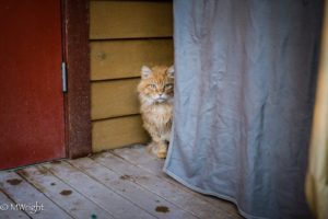 Henrik hiding, RAPS Cat Sanctuary